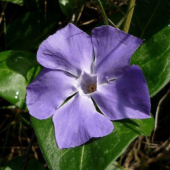 Vinca major ~ Large Leaf Periwinkle-ServeScape
