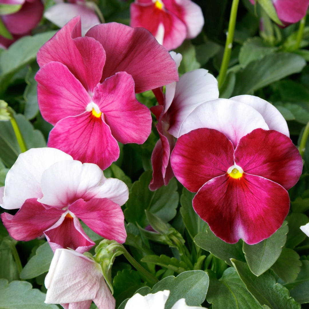 Viola cornuta 'Colormax Beacon Rose' ~ Colormax® Beacon Rose Viola-ServeScape