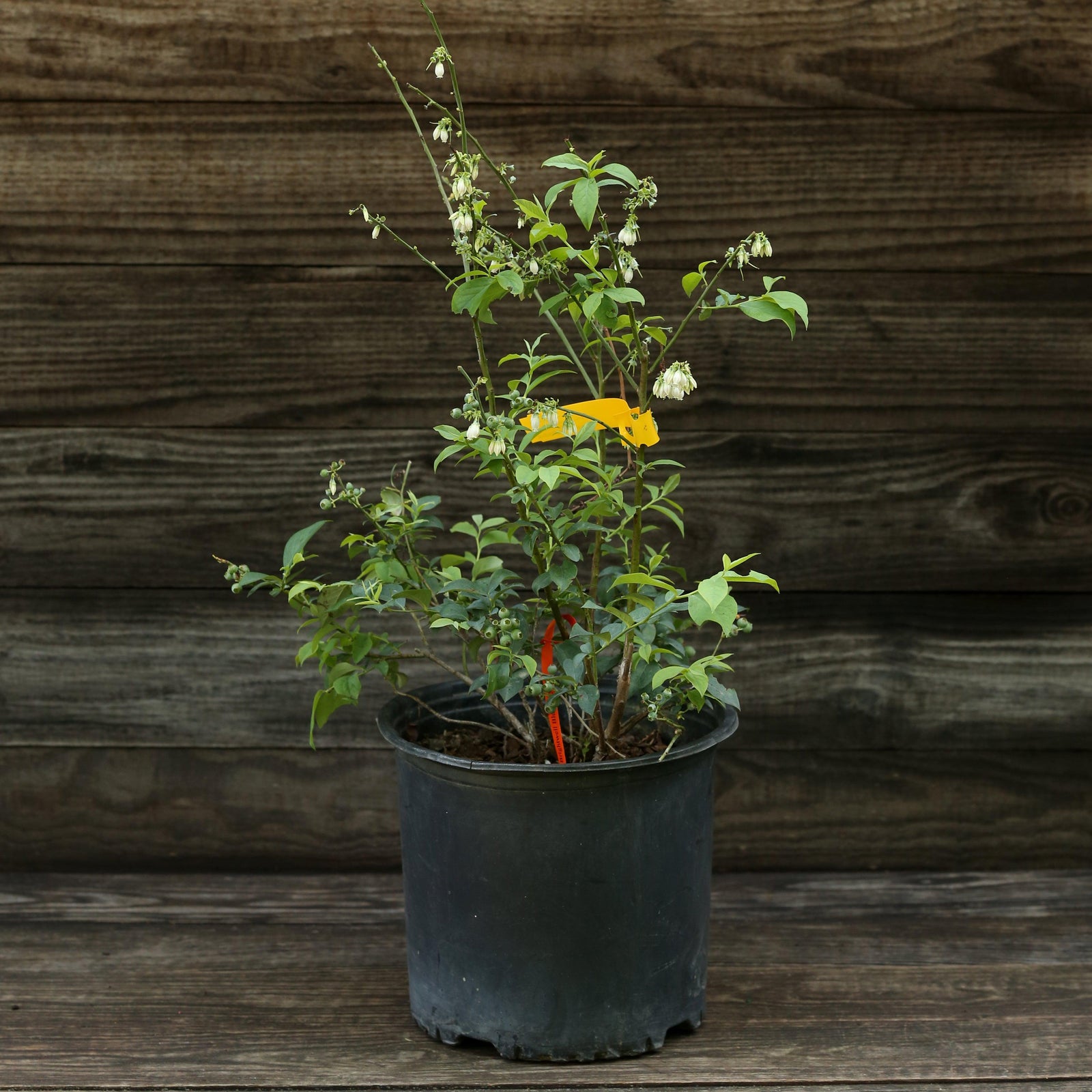 Vaccinium ashei 'Brightwell' ~ Brightwell Rabbiteye Blueberry-ServeScape
