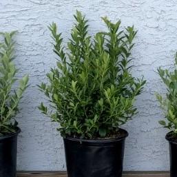 Vaccinium 'Pink Lemonade' ~ Pink Lemonade Blueberry-ServeScape