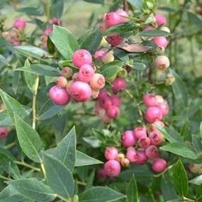 Vaccinium 'Pink Lemonade' ~ Pink Lemonade Blueberry - Delivered By ServeScape