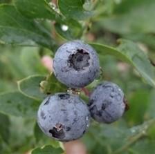 Vaccinium ashei 'Alice Blue' ~ Alice Blue Rabbiteye Blueberry-ServeScape