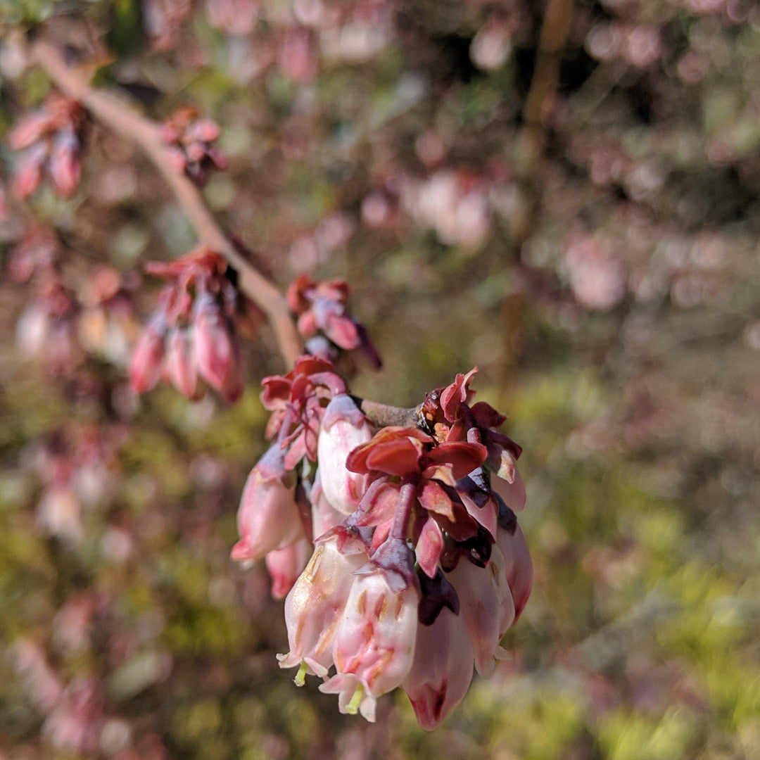 Vaccinium ashei 'Austin' ~ Austin Rabbiteye Blueberry - Delivered By ServeScape