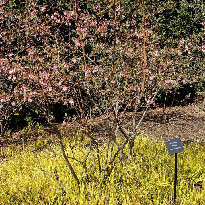 Vaccinium ashei 'Brightwell' ~ Brightwell Rabbiteye Blueberry - Delivered By ServeScape