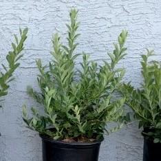 Vaccinium ashei 'Brightwell' ~ Brightwell Rabbiteye Blueberry-ServeScape