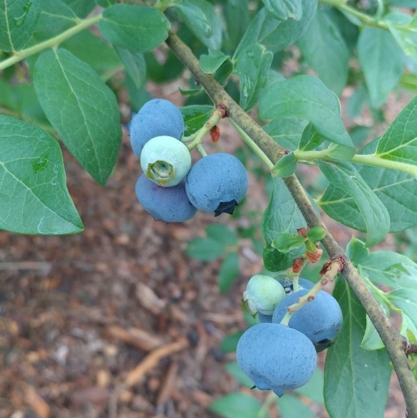 Vaccinium ashei 'Delite' ~ Delite Rabbiteye Blueberry-ServeScape