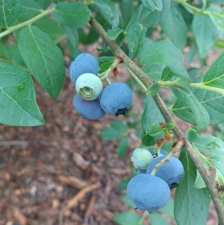 Vaccinium ashei 'Delite' ~ Delite Rabbiteye Blueberry-ServeScape