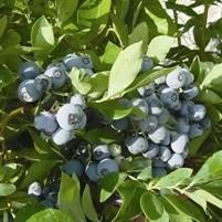 Vaccinium ashei 'Ochlockonee' ~ Ochlockonee Rabbiteye Blueberry-ServeScape
