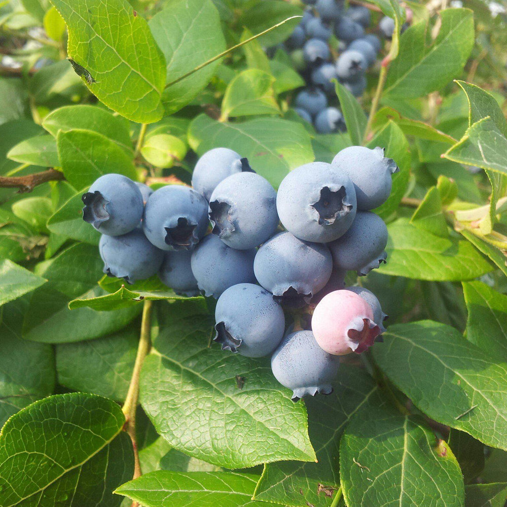 Vaccinium ashei 'Powderblue' ~ Powderblue Rabbiteye Blueberry-ServeScape