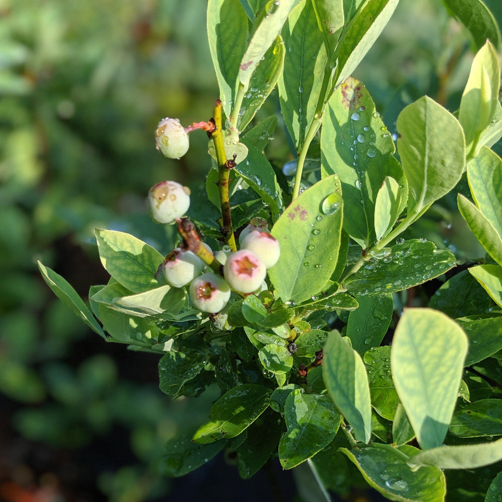 Vaccinium ashei 'Premier' ~ Premier Rabbiteye Blueberry-ServeScape