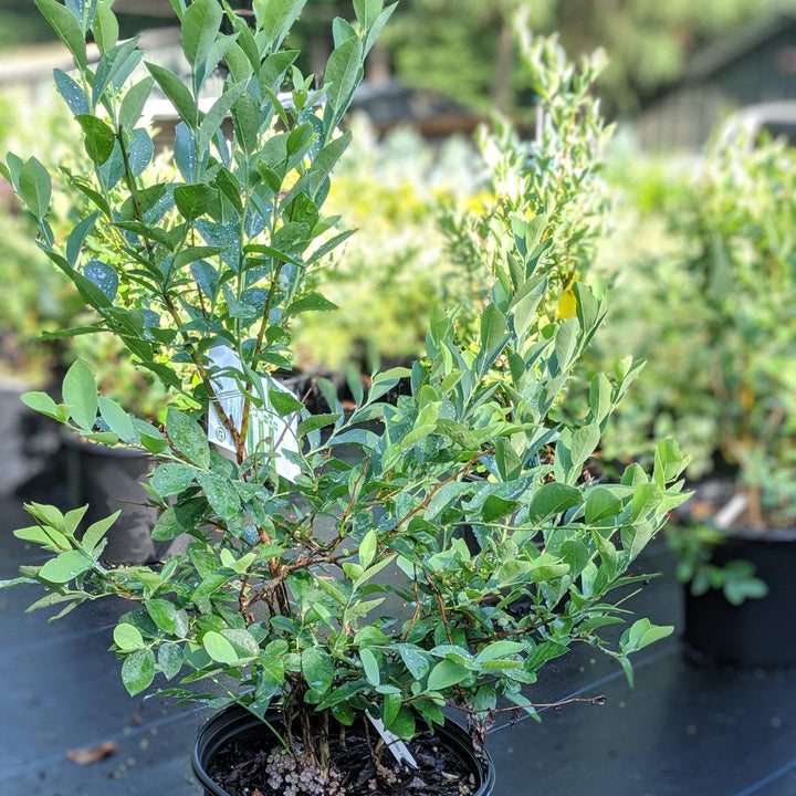 Vaccinium ashei 'Premier' ~ Premier Rabbiteye Blueberry-ServeScape