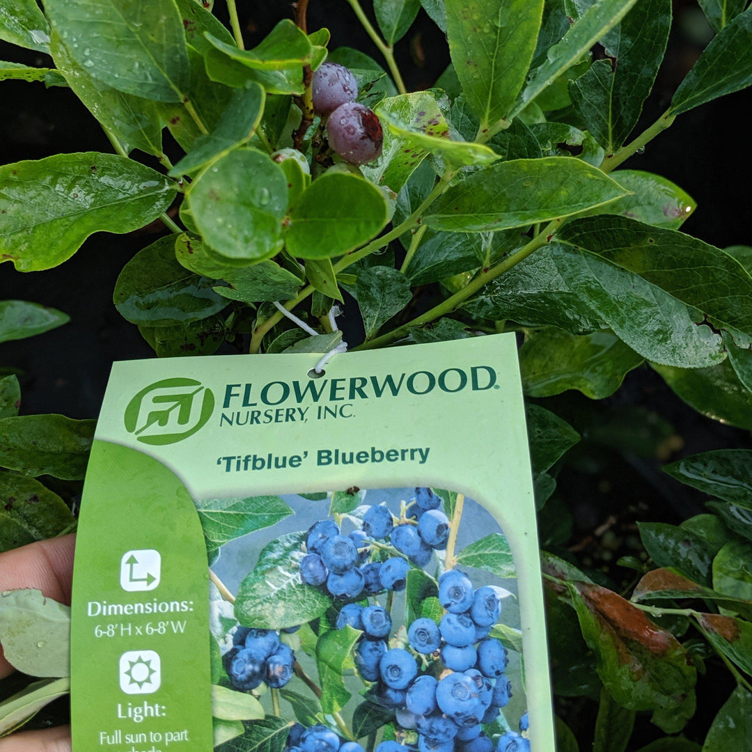 Vaccinium ashei 'Tifblue' ~ 'Tifblue' Rabbiteye Blueberry-ServeScape