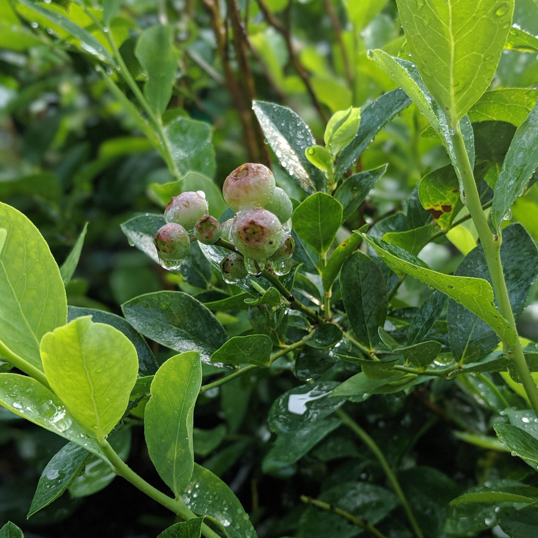 Vaccinium ashei 'Tifblue' ~ 'Tifblue' Rabbiteye Blueberry - Delivered By ServeScape