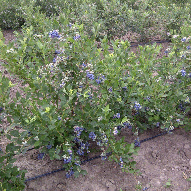 Vaccinium corymbosum 'Duke' ~ Duke Highbush Blueberry - Delivered By ServeScape