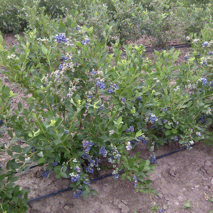 Vaccinium corymbosum 'Duke' ~ Duke Highbush Blueberry - Delivered By ServeScape