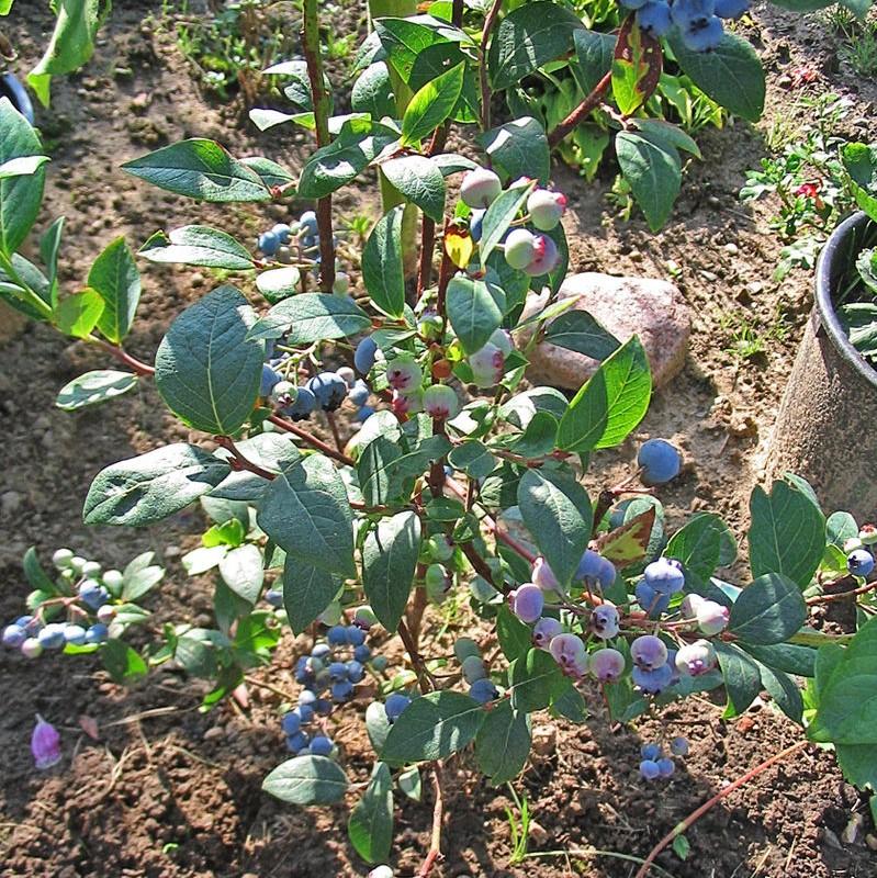 Vaccinium corymbosum 'Georgia Gem' ~ Georgia Gem Highbush Blueberry-ServeScape