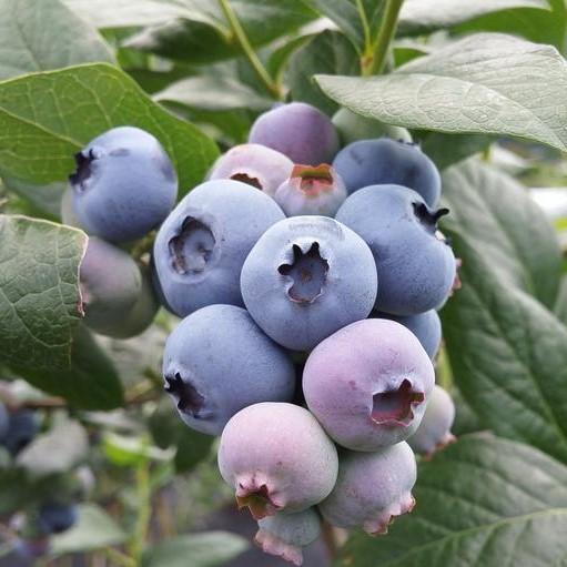 Vaccinium corymbosum 'Georgia Gem' ~ Georgia Gem Highbush Blueberry-ServeScape