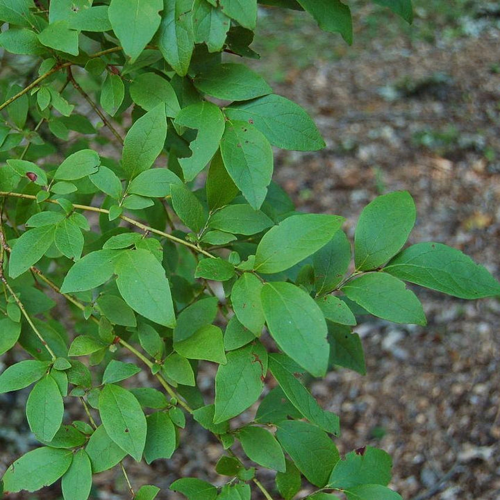 Vaccinium corymbosum ~ Highbush Blueberry-ServeScape