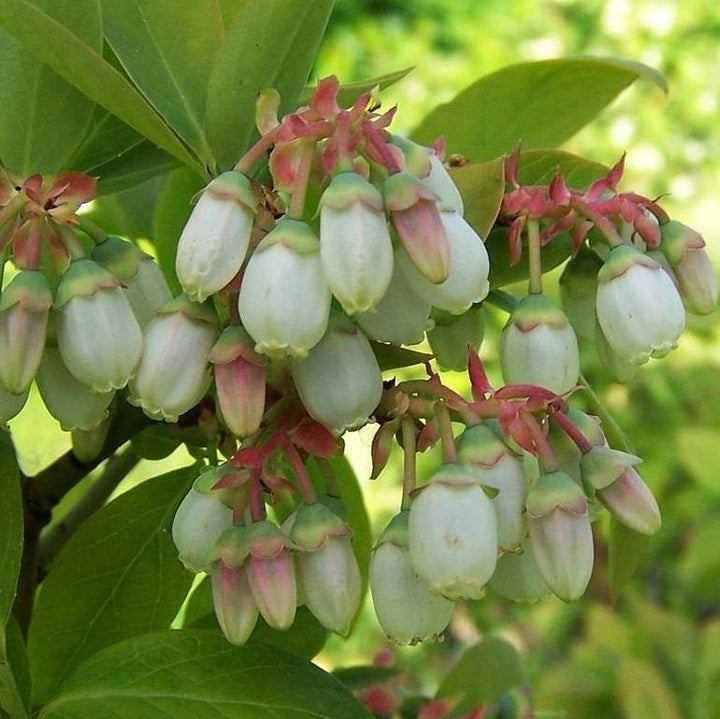 Vaccinium corymbosum ~ Highbush Blueberry-ServeScape