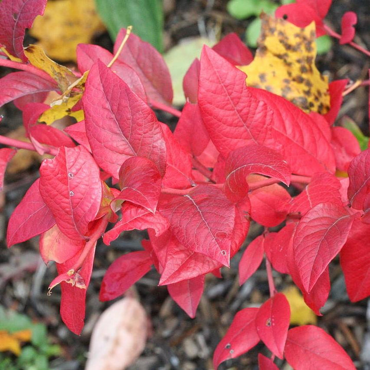 Vaccinium corymbosum ~ Highbush Blueberry-ServeScape
