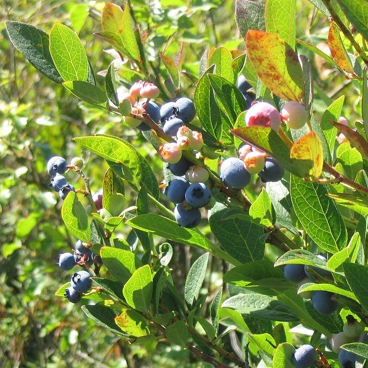 Vaccinium corymbosum ~ Highbush Blueberry-ServeScape