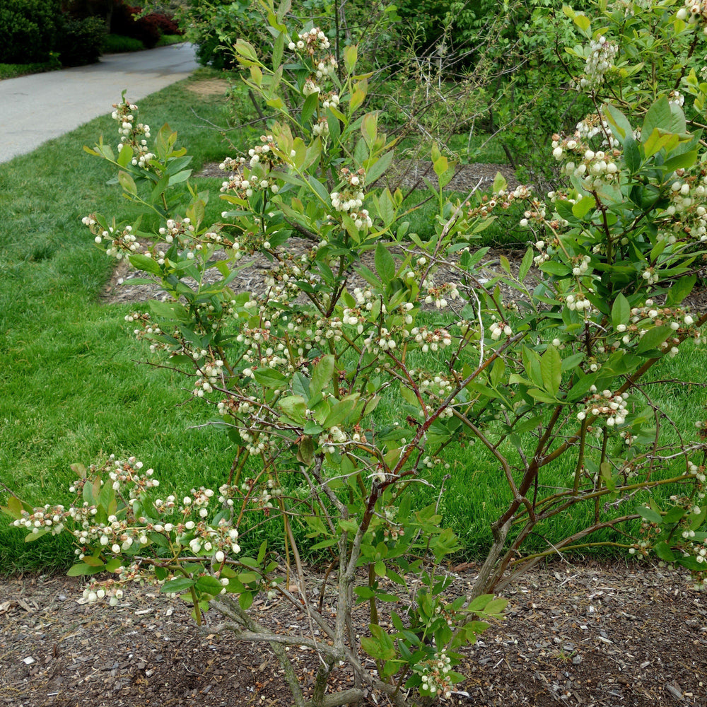 Vaccinium corymbosum 'Patriot' ~ Patriot Highbush Blueberry-ServeScape
