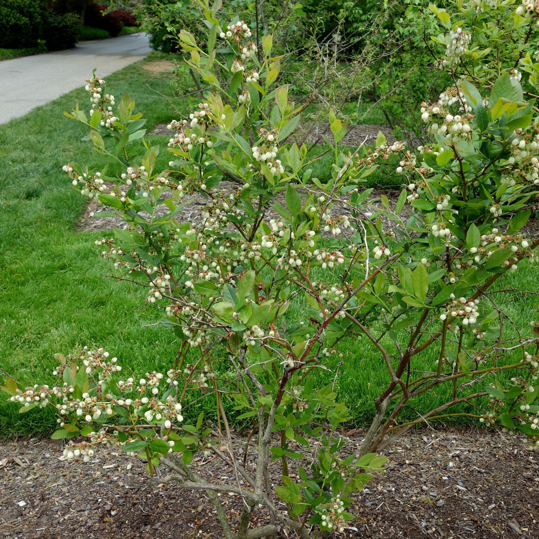 Vaccinium corymbosum 'Patriot' ~ Patriot Highbush Blueberry-ServeScape