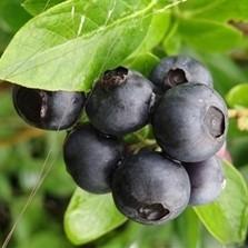 Vaccinium corymbosum 'Pearl River' ~ Pearl River Highbush Blueberry - Delivered By ServeScape
