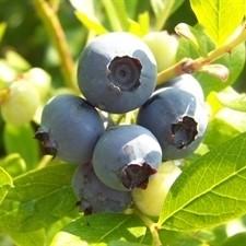 Vaccinium corymbosum 'Star' ~ Star Highbush Blueberry - Delivered By ServeScape