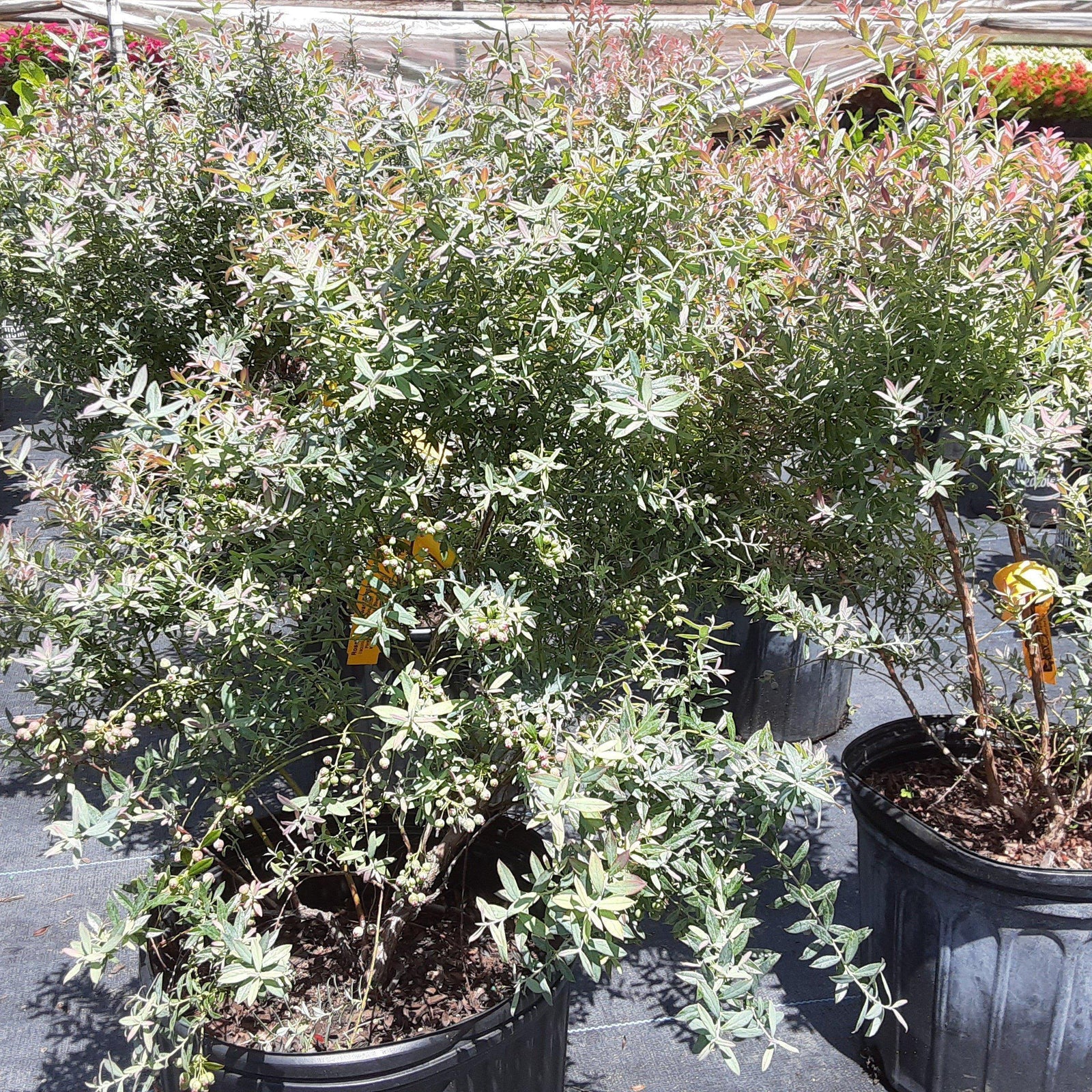 Vaccinium darrowii 'Rosa's Blush' ~ Rosa's Blush Evergreen Blueberry - Delivered By ServeScape