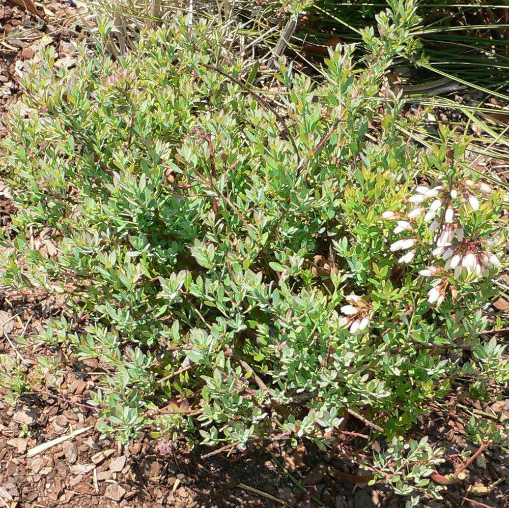 Vaccinium hybrid ‘TO-1088’ PP#28,467 ~ Cutie Pie® Dwarf Southern Highbush Blueberry-ServeScape