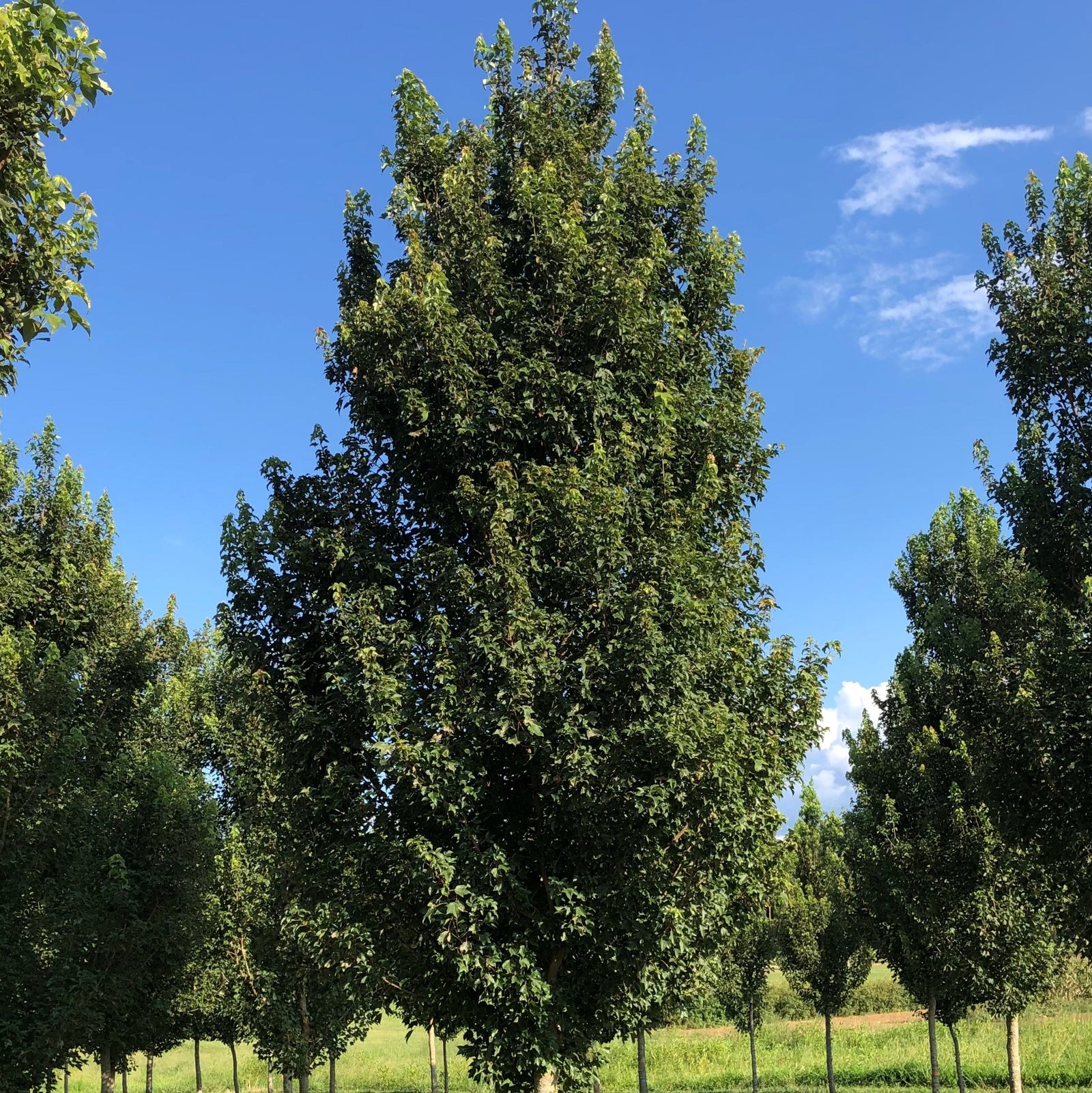 Acer buergerianum ‘ABFSS' ~ Valynor® Trident Maple-ServeScape