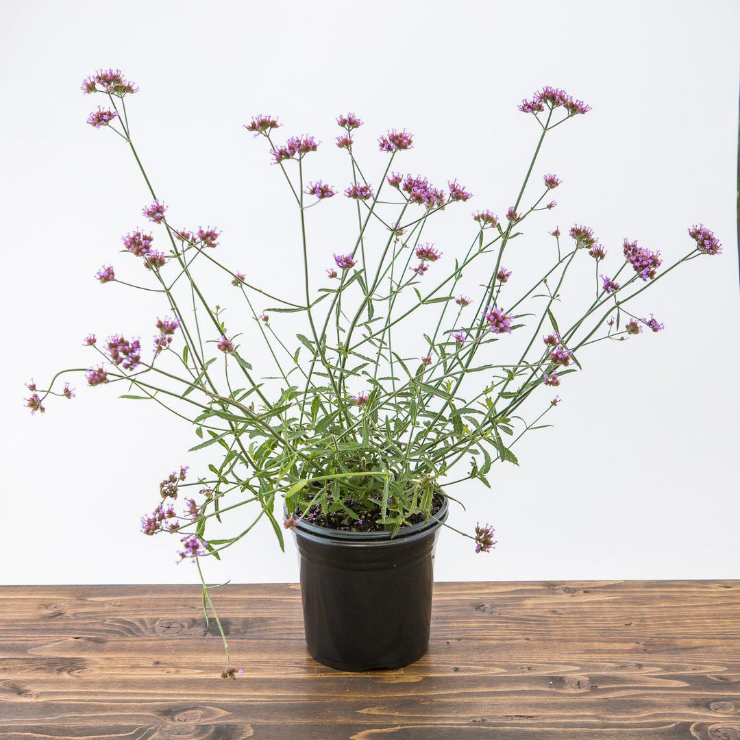 Verbena bonariensis 'Lollipop'  ~ Lollipop Tall Verbena - Delivered By ServeScape