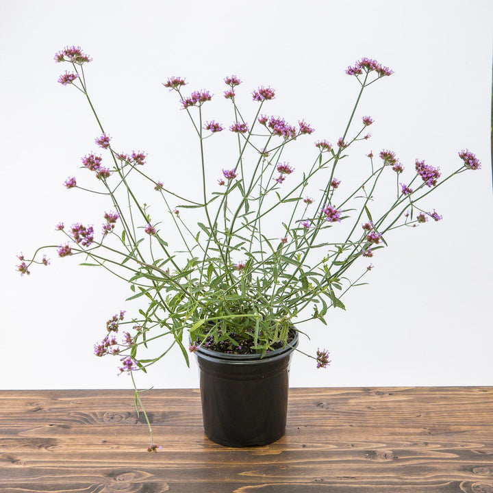 Verbena bonariensis 'Lollipop'  ~ Lollipop Tall Verbena - Delivered By ServeScape