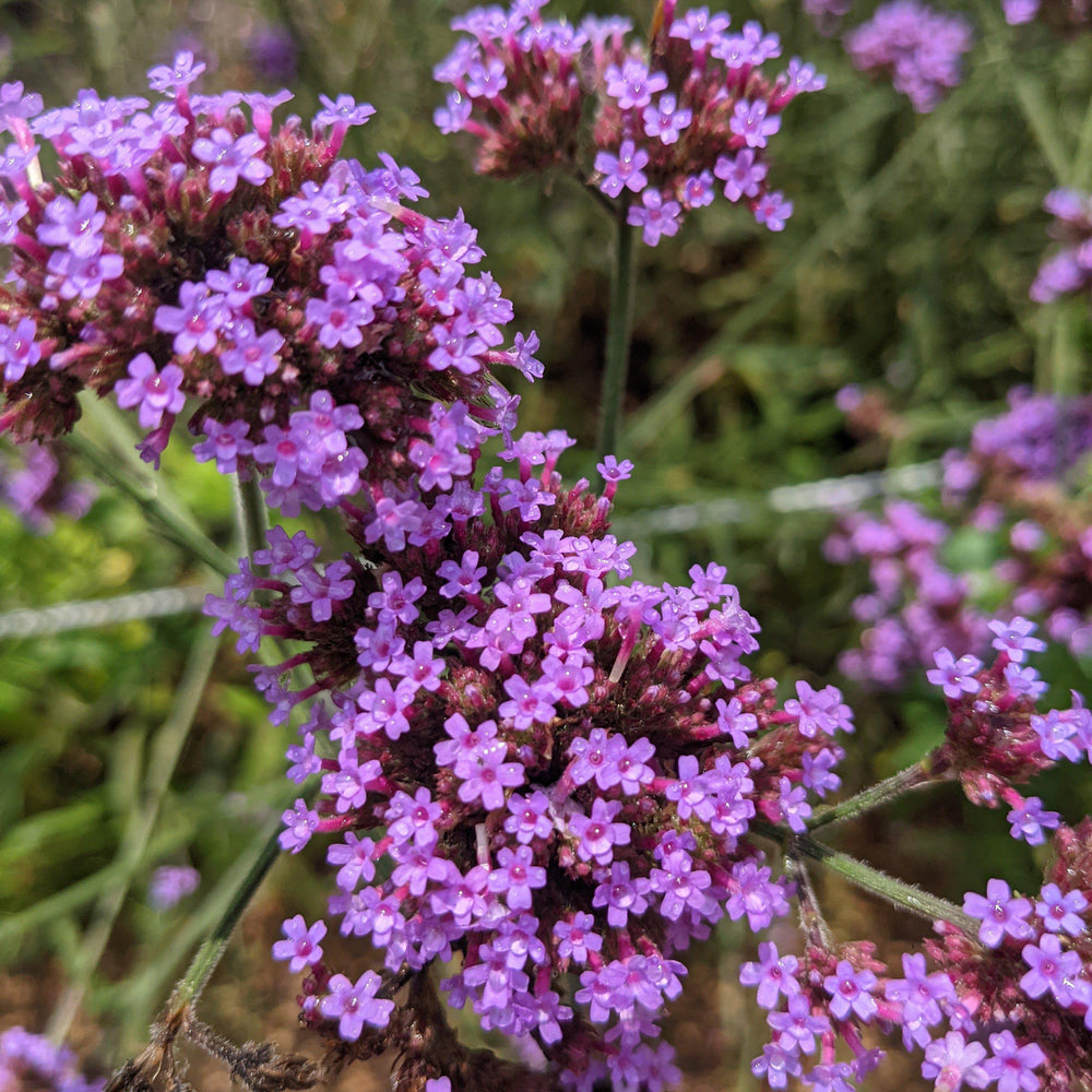 Verbena bonariensis ~ Tall Verbena-ServeScape