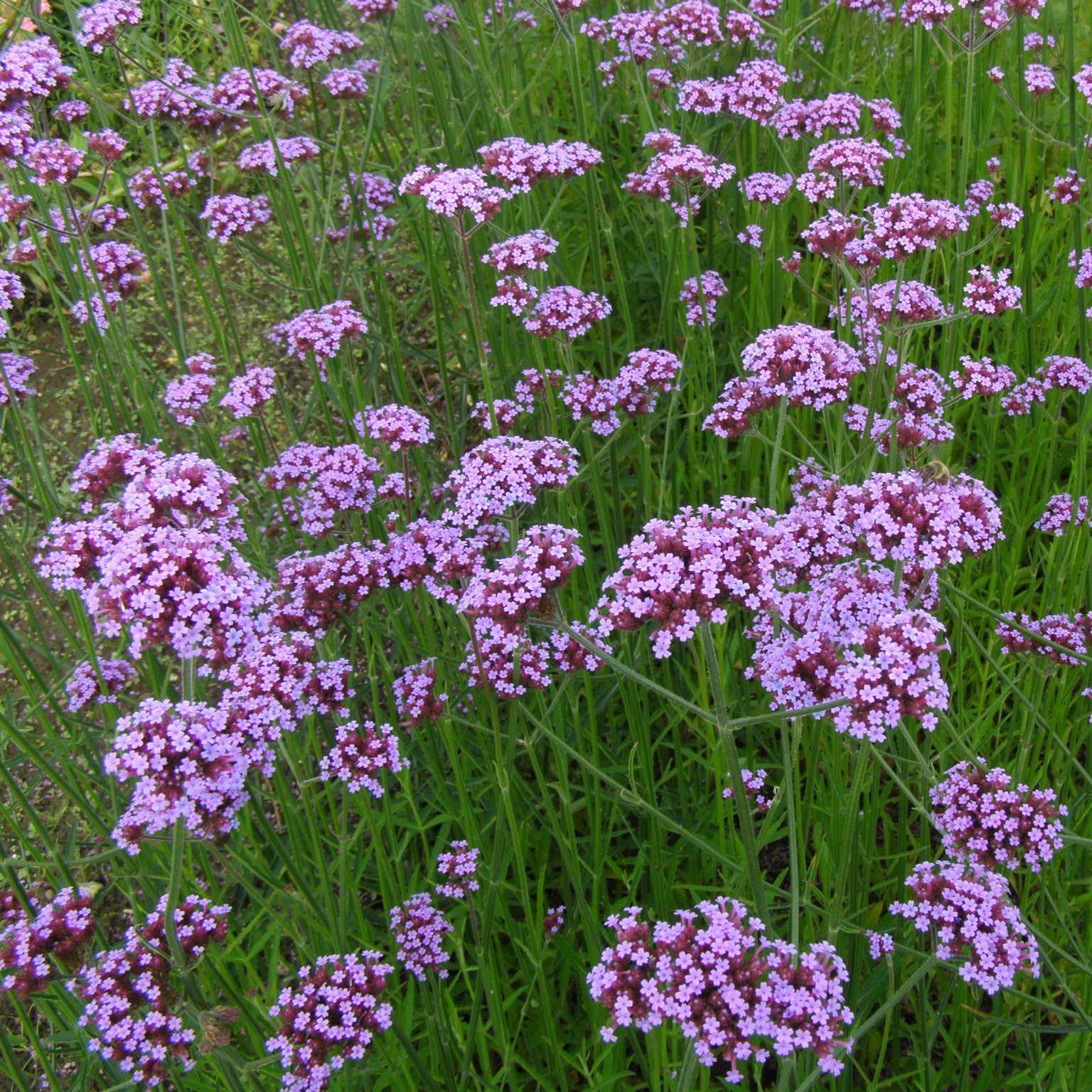 Verbena bonariensis - Delivered By ServeScape