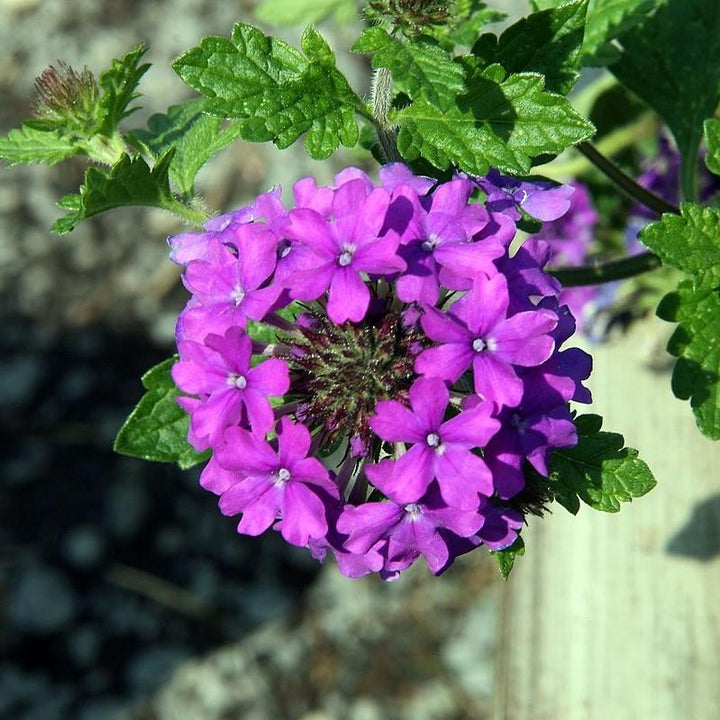 Verbena canadensis 'Homestead Purple' ~ Purple Spreader™ Garden Verbena-ServeScape
