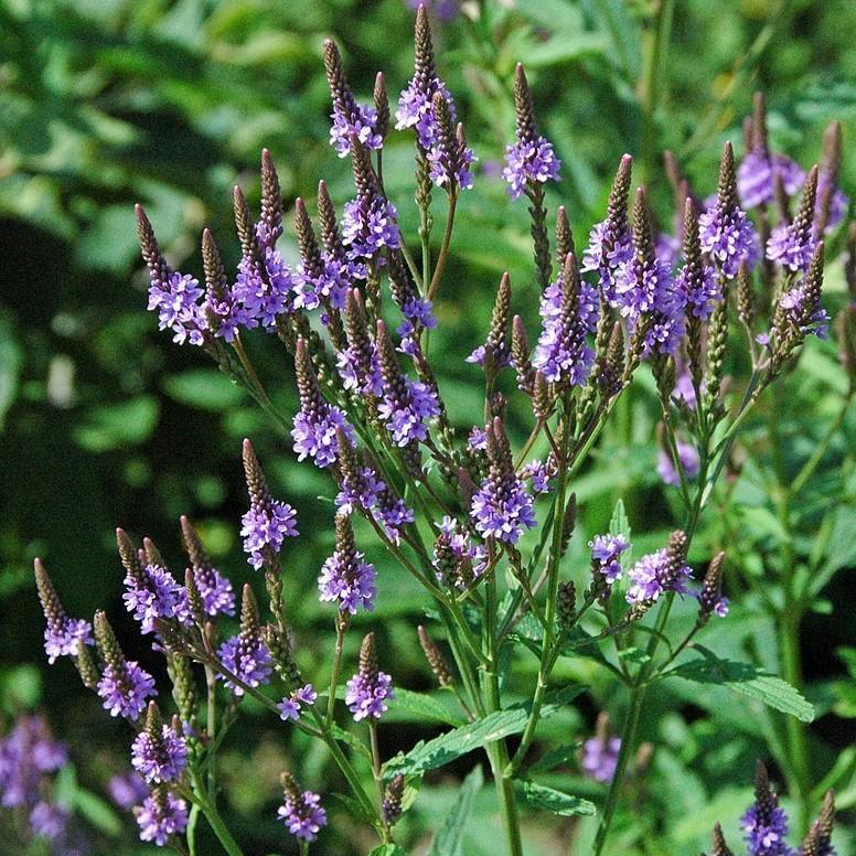 Verbena hastata ~ Blue Vervain-ServeScape