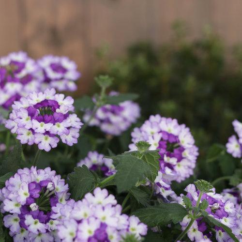 Verbena hybrid 'DVERBINPR' ~ Superbena Sparkling® Amethyst Verbena-ServeScape