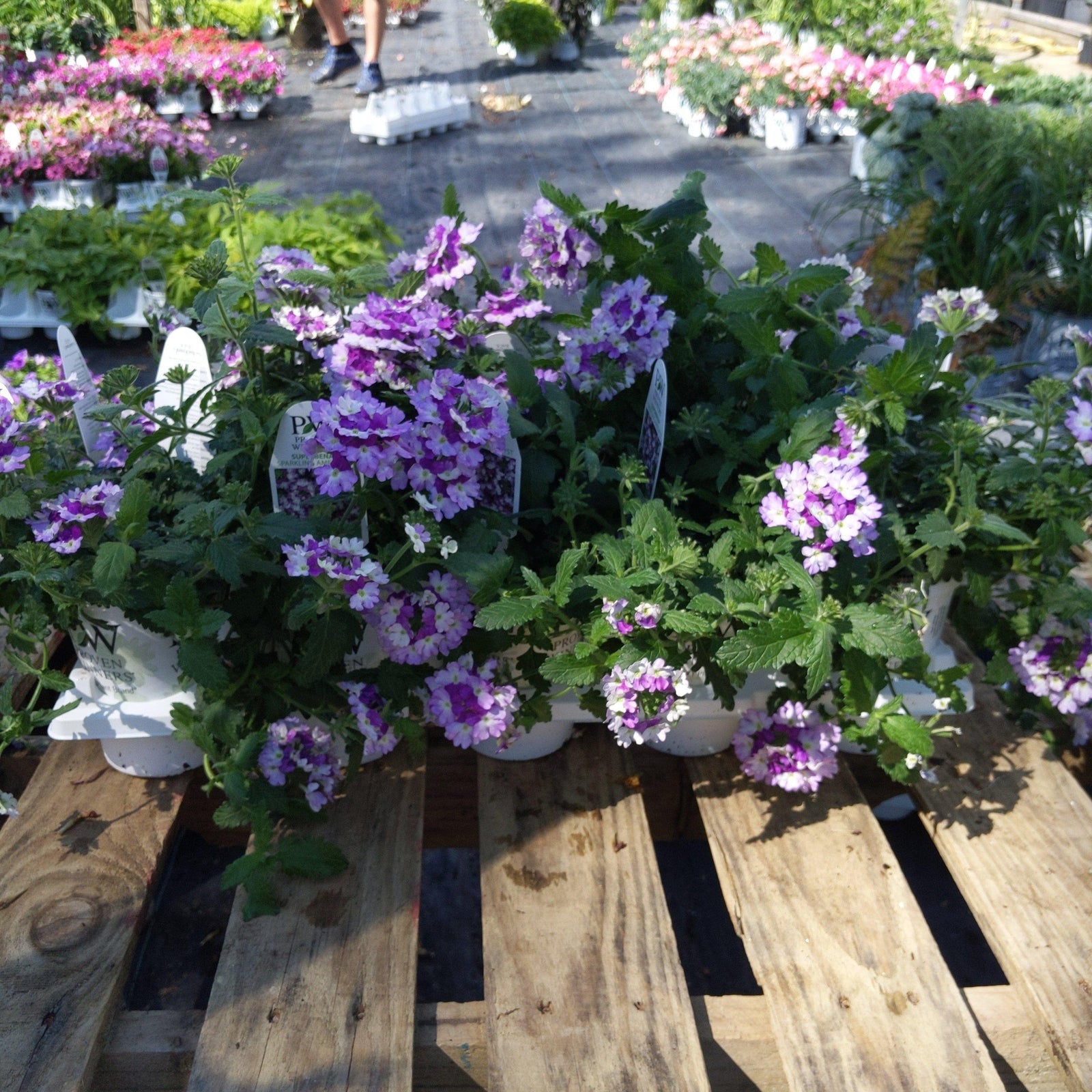 Verbena hybrid ~ Superbena Sparkling Amethyst - Delivered By ServeScape
