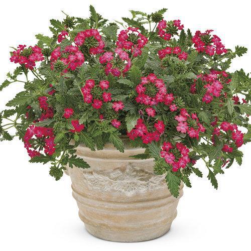 Verbena hybrid 'INVEBROICH' ~ Superbena Royale® Iced Cherry Verbena-ServeScape