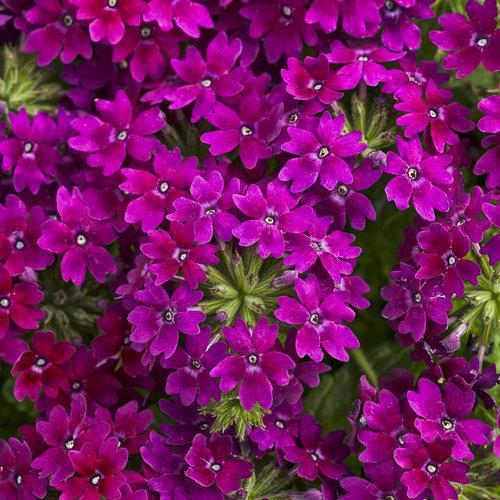 Verbena hybrid 'RIKAV14704' ~ Superbena Royale® Plum Wine Verbena-ServeScape