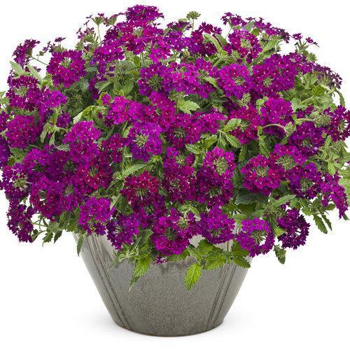 Verbena hybrid 'RIKAV14704' ~ Superbena Royale® Plum Wine Verbena-ServeScape