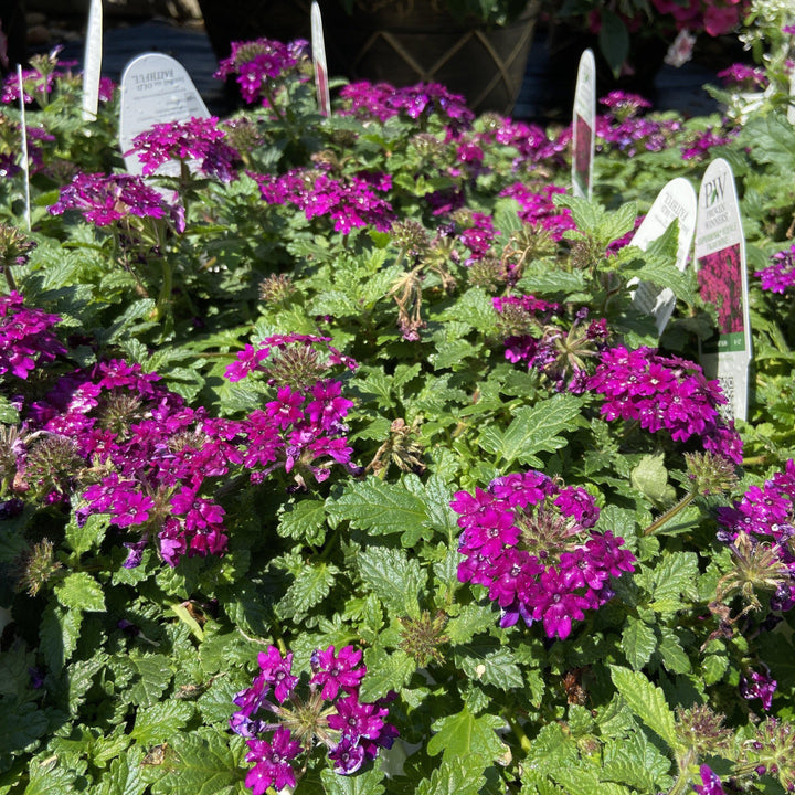 Verbena hybrid ‘superbena royale plum wine’ ~verbena - Delivered By ServeScape