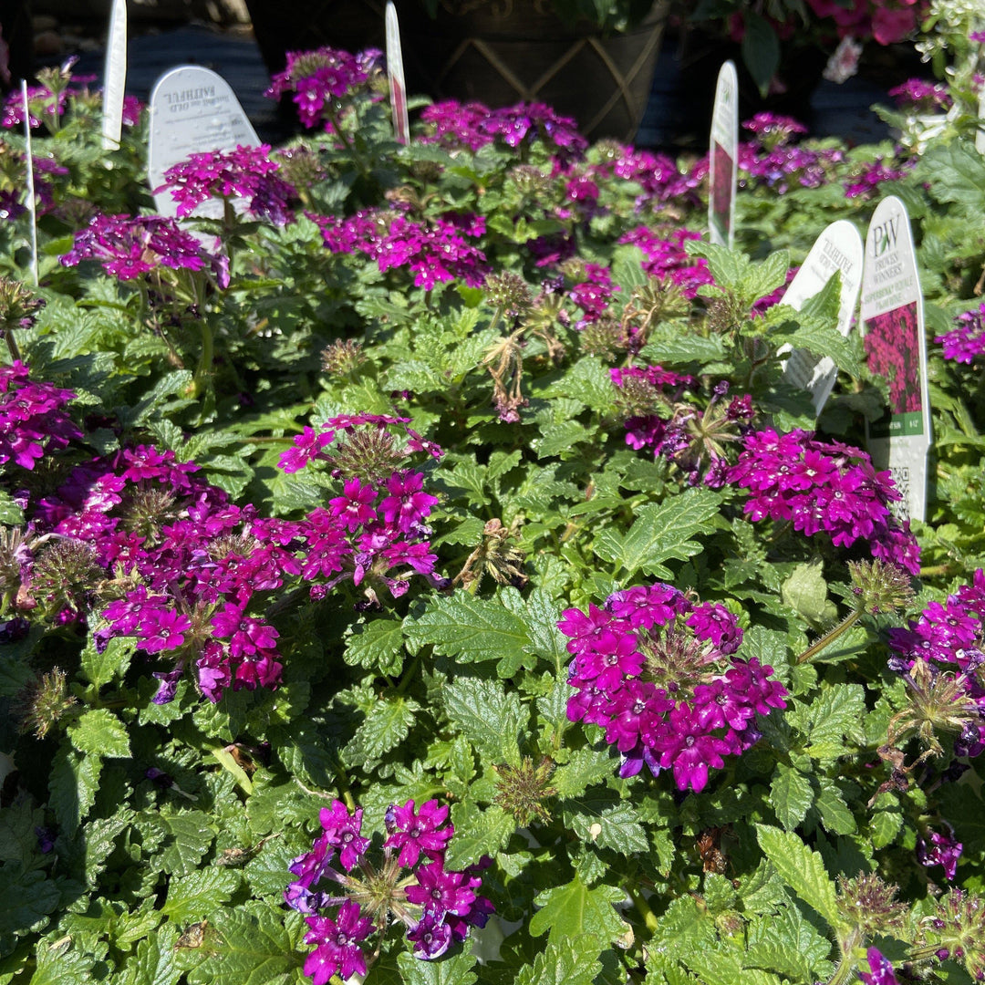 Verbena hybrid ‘superbena royale plum wine’ ~verbena - Delivered By ServeScape