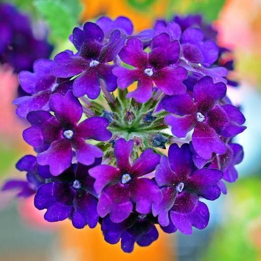 Verbena x 'Vepita Blue Violet' ~ Vepita® Blue Violet Verbena-ServeScape