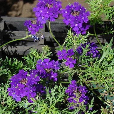 Verbena x 'Vepita Blue Violet' ~ Vepita® Blue Violet Verbena-ServeScape
