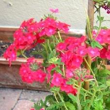 Verbena x 'Vepita Hot Pink' ~ Vepita® Hot Pink Verbena-ServeScape
