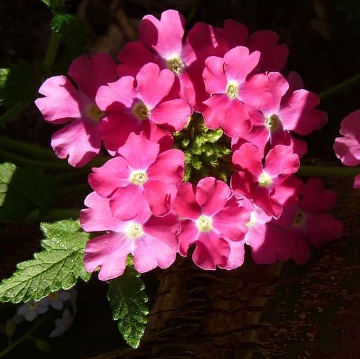 Verbena x 'Vepita Hot Pink' ~ Vepita® Hot Pink Verbena-ServeScape