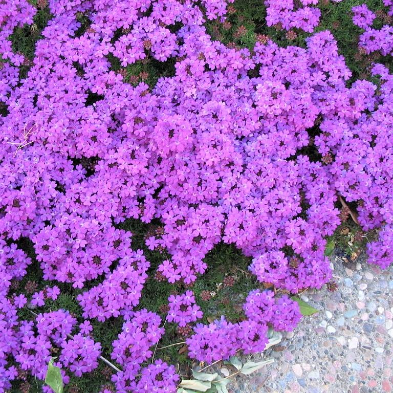 Verbena x 'Vepita Lavender' ~ Vepita® Lavender Verbena-ServeScape